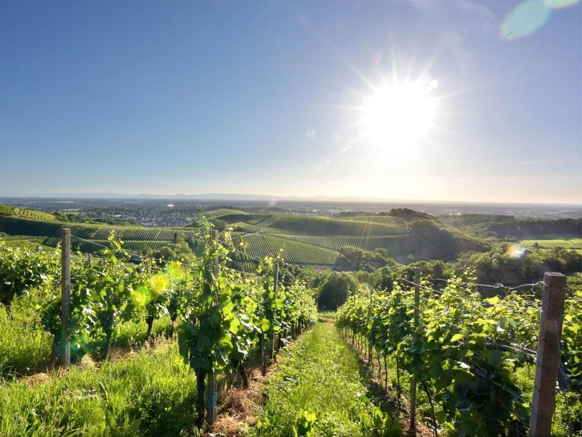 Ferienwohnungen Weingut Pieper Basler Offenburg Esterno foto